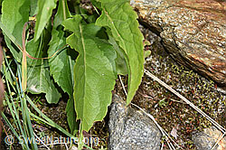Alpen-Goldrute (Solidago virgaurea ssp. minuta) (F276939)