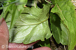 Alpen-Goldrute (Solidago virgaurea ssp. minuta) (F276940)