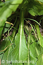 Alpen-Goldrute (Solidago virgaurea ssp. minuta) (F276941)