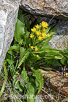 Alpen-Goldrute (Solidago virgaurea ssp. minuta) (F276942)