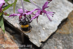 Dunkle Erdhummel (Bombus terrestris) an Fleischers Weidenröschen (Epilobium fleischeri) (07.2024, F276957)