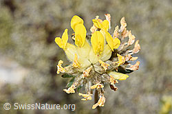 Alpen-Wundklee (Anthyllis vulneraria ssp. alpestris) (F276969) Alpen-Wundklee (Anthyllis vulneraria ssp. alpestris) (F276969)