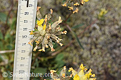 Alpen-Wundklee (Anthyllis vulneraria ssp. alpestris) (F276971) Alpen-Wundklee (Anthyllis vulneraria ssp. alpestris) (F276971)