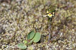 Zwerg-Augentrost (Euphrasia minima) (07.2024, F276978)