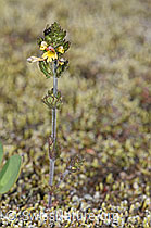 Zwerg-Augentrost (Euphrasia minima) (F276980) Zwerg-Augentrost (Euphrasia minima) (F276980)