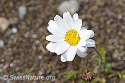 Gewöhnliche Alpenmargerite (Leucanthemopsis alpina) (F276981)