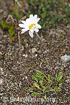Gewöhnliche Alpenmargerite (Leucanthemopsis alpina) (F276983)