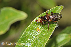 Gemeine Breitstirnblasenkopffliege (Sicus ferrugineus) (F276998)