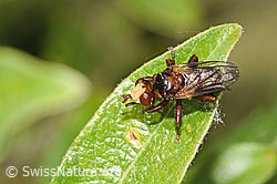 Gemeine Breitstirnblasenkopffliege (Sicus ferrugineus) (07.2024, F276999)