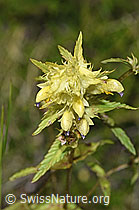 Rhinanthus glacialis (F277000)