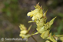 Rhinanthus glacialis (F277001)