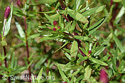 Fleischers Weidenröschen (Epilobium fleischeri) (F277012) Fleischers Weidenröschen (Epilobium fleischeri) (F277012)