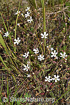 Felsen-Leimkraut (Silene rupestris) (F277019)