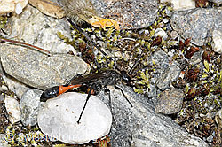 Gemeine Sandwespe (Ammophila sabulosa) (07.2024, F277030)