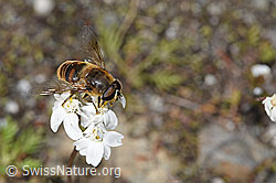 Moschus-Schafgarbe (Achillea erba-rotta)