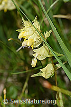 Schmalblättriger Klappertopf (Rhinanthus glacialis) (F277073)