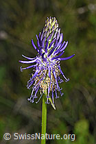 Betonienblättrige Rapunzel (Phyteuma betonicifolium) (F277081)