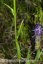 Betonienblättrige Rapunzel (Phyteuma betonicifolium) (F277082)