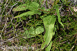 Betonienblättrige Rapunzel (Phyteuma betonicifolium) (F277084)