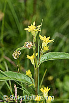 Alpen-Goldrute (Solidago virgaurea ssp. minuta) (F277086)