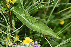 Alpen-Goldrute (Solidago virgaurea ssp. minuta) (F277088)