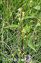 Alpen-Goldrute (Solidago virgaurea ssp. minuta) (F277090)