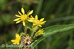 Alpen-Goldrute (Solidago virgaurea ssp. minuta) (F277091)