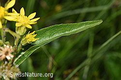 Alpen-Goldrute (Solidago virgaurea ssp. minuta) (F277092)