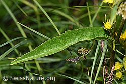 Alpen-Goldrute (Solidago virgaurea ssp. minuta) (F277093)