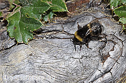 Dunkle Erdhummel (Bombus terrestris) (03.08.2024, F277976)