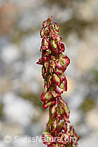 Säuerling (Oxyria digyna) (F278664)