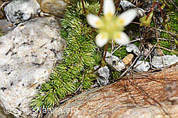 Saxifraga bryoides (F278670)