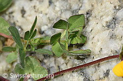 Alpen-Hornklee (Lotus alpinus) (F278682)