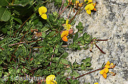 Alpen-Hornklee (Lotus alpinus) (08.2024, F278684)