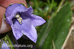 Bärtige Glockenblume (Campanula barbata) (F278687)
