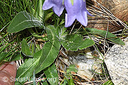 Bärtige Glockenblume (Campanula barbata) (F278689)
