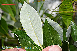 F278694: Schweizer Weide (Salix helvetica)