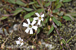 Felsen-Leimkraut (Silene rupestris) (F278702)