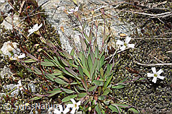 Felsen-Leimkraut (Silene rupestris) (F278704)