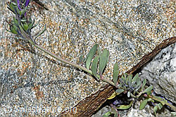 Alpen-Leinkraut (Linaria alpina) (F278708) Alpen-Leinkraut (Linaria alpina) (F278708)