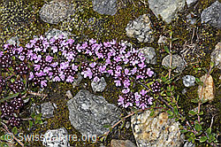 Vielhaariger Thymian (Thymus praecox ssp. polytrichus) (08.2024, F278722)