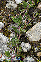Vielhaariger Thymian (Thymus praecox ssp. polytrichus) (F278723) Vielhaariger Thymian (Thymus praecox ssp. polytrichus) (F278723)