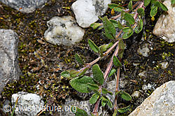 Vielhaariger Thymian (Thymus praecox ssp. polytrichus) (F278724) Vielhaariger Thymian (Thymus praecox ssp. polytrichus) (F278724)