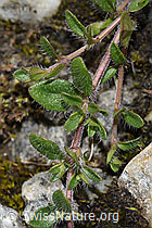 Vielhaariger Thymian (Thymus praecox ssp. polytrichus) (F278725) Vielhaariger Thymian (Thymus praecox ssp. polytrichus) (F278725)