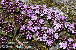 Vielhaariger Thymian (Thymus praecox ssp. polytrichus) (08.2024, F278727)
