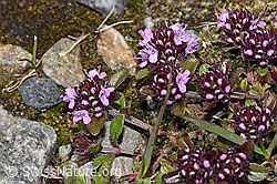 Vielhaariger Thymian (Thymus praecox ssp. polytrichus) (F278729) Vielhaariger Thymian (Thymus praecox ssp. polytrichus) (F278729)