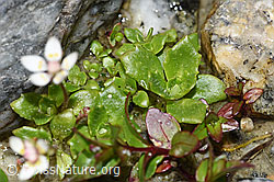 Saxifraga stellaris (F278743)