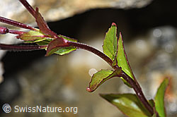 Epilobium anagallidifolium (F278752) Epilobium anagallidifolium (F278752)