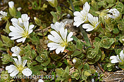 Einblütiges Hornkraut (Cerastium uniflorum) (08.2024, F278758)