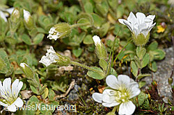 Einblütiges Hornkraut (Cerastium uniflorum) (F278760)